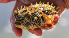 A Striped Burrfish, a non-target species caught in the trawl is released. Photo Credit: NOAA AOML.