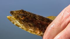 An inshore Lizardfish, a non-target species caught in the trawl is released. Photo Credit: NOAA AOML.