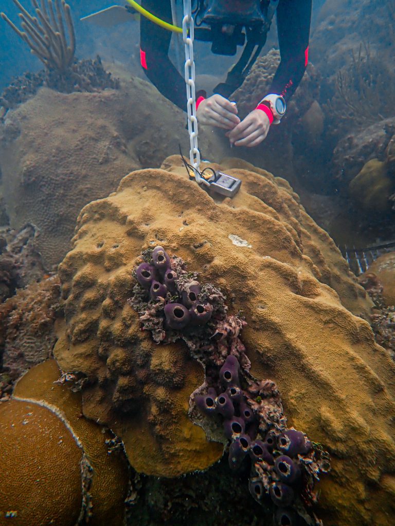 A marine biologist samples O. faveolata polyps using a syringe for later physiological analysis