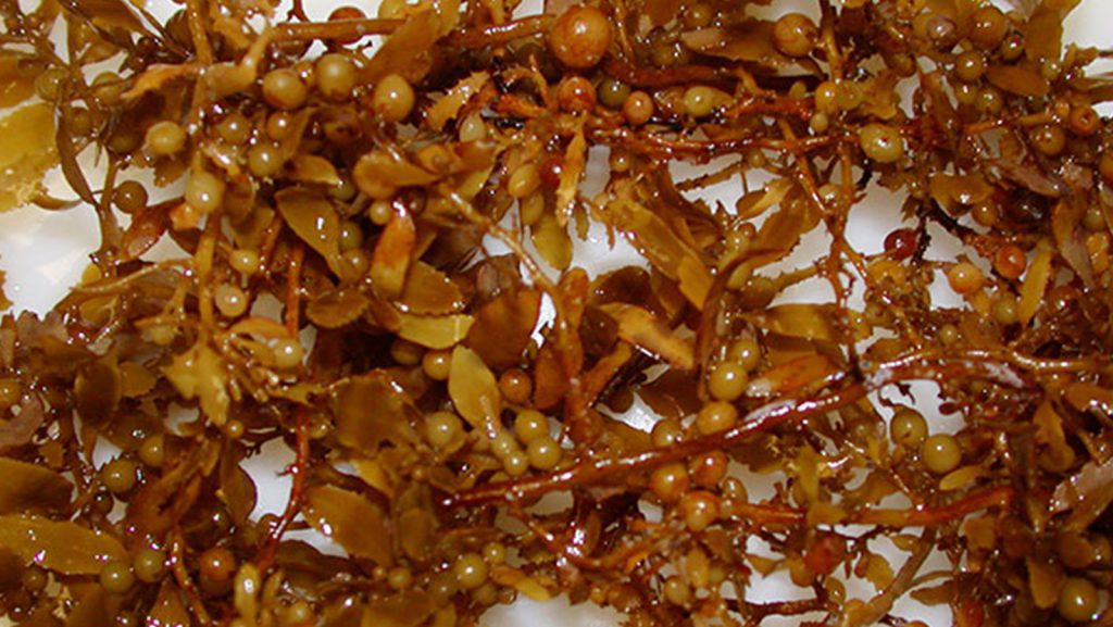 Una foto que muestra las bolsas de aire del alga Sargassum