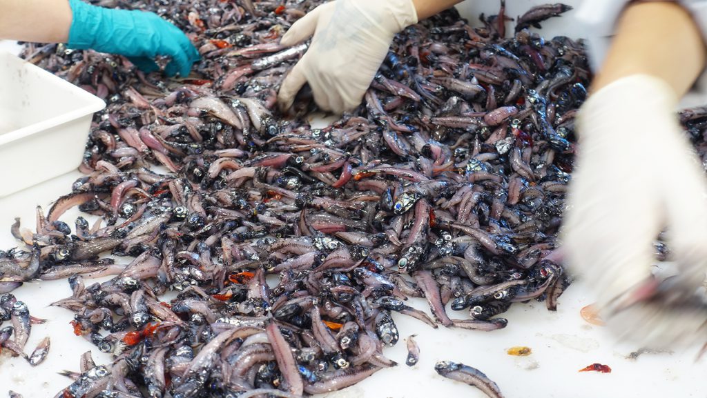 The scientific crew aboard the RV Kronprins Haakon sorts and identifies fish from a pelagic fish trawl. Photo Credit: NOAA.