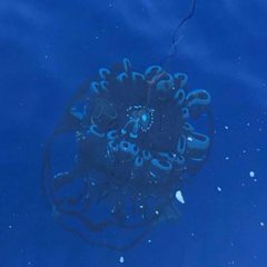 CTD Descending, Photo Credit NOAA