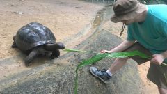 El científico Andrew Whitley alimentando a una tortuga gigante. Los animales son nativos de la región y pueden crecer hasta 250 kg y se ha demostrado que viven más de 170 años. Crédito de la foto: NOAA.