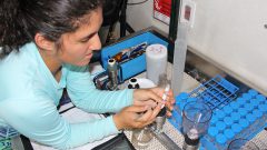 Scientist taking Chlorophyll Samples at the underway sampling station aboard the R/V Walton Smith. Photo Credit: NOAA AOML.