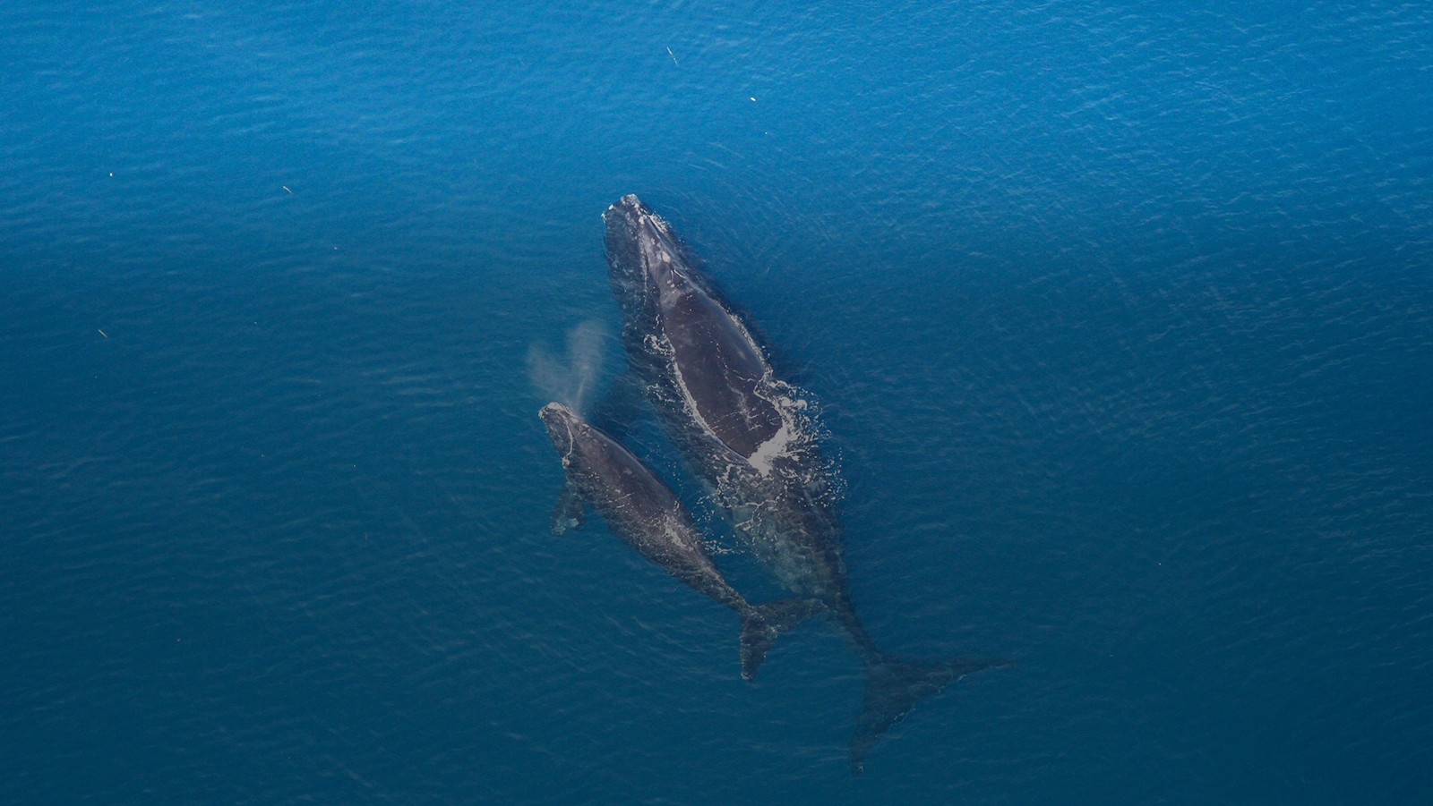 Right Whale and Calf. Credit: NOAA/NMFS NOAA News