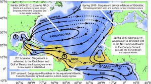 This map shows the pathway by which Sargassum exits the Sargasso Sea and makes it's way to the tropical Atlantic and Caribbean Sea.