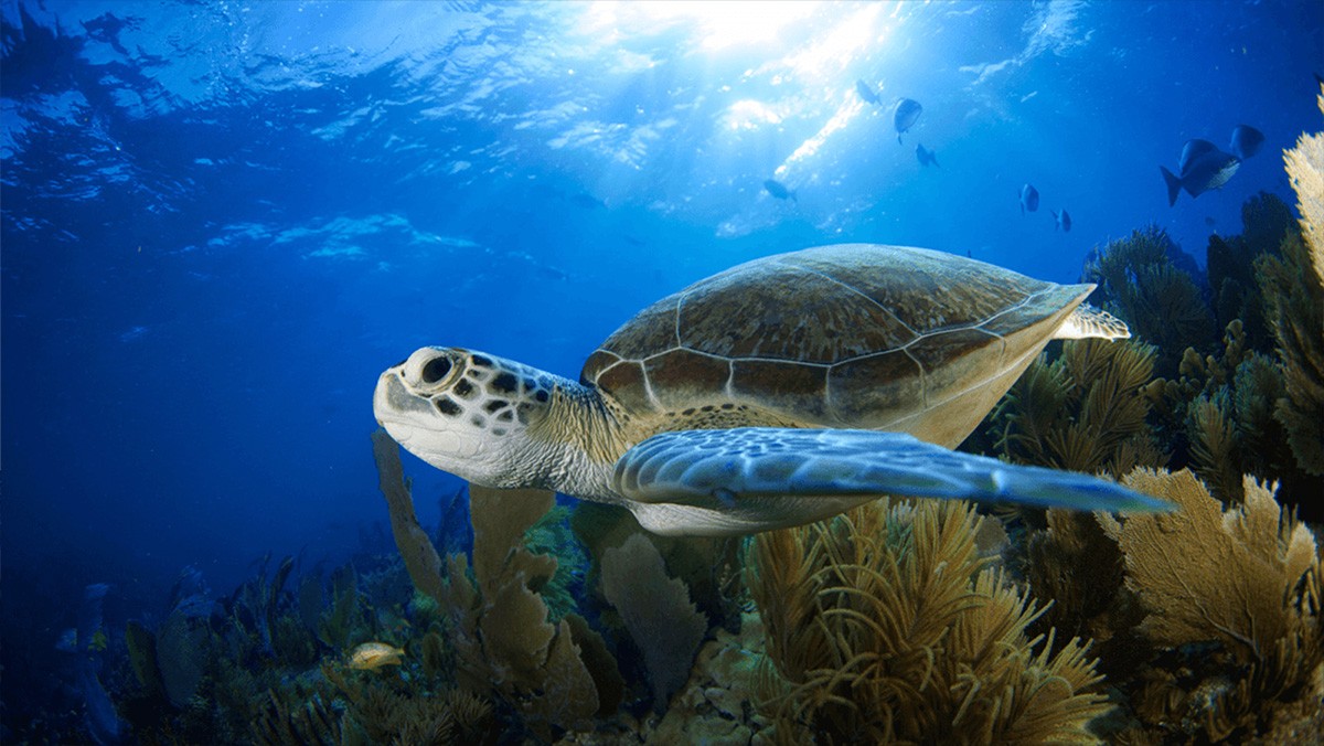 Sea Turtle Swimming on the Reef. Image shows a close-up view of the turtle and behind it a school of fish swim through the blue. Photo Credit: Florida Department of Environmental Protection