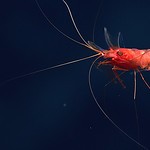Shrimp. Photo Credit, NOAA.