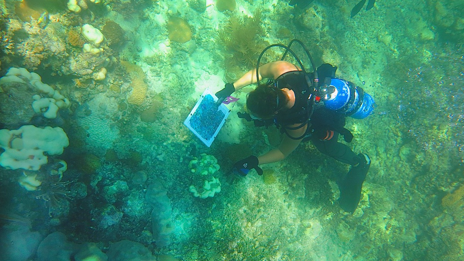 Un investigador de corales del AOML utiliza un mosaico de fotos para localizar una cabeza de coral blanqueada en un arrecife de los Cayos de Florida. Crédito de la imagen: NOAA