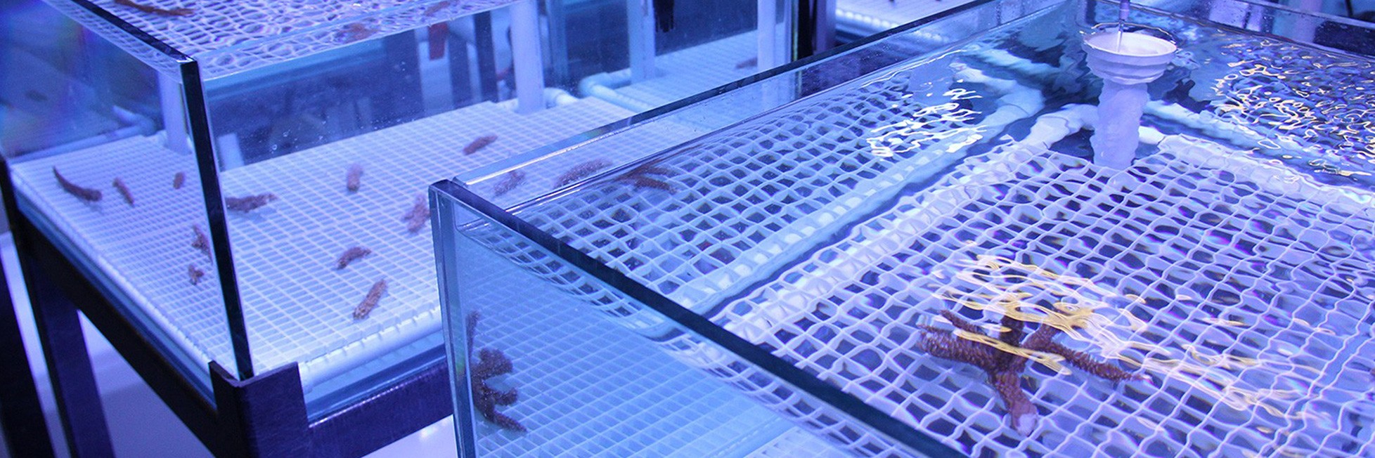 The ocean chemistry & ecosystems division developed the experimental reef lab to gain a greater understanding of how climate change will affect coral populations. color photograph depicts corals in aquatic tanks bathed in violet UV light.