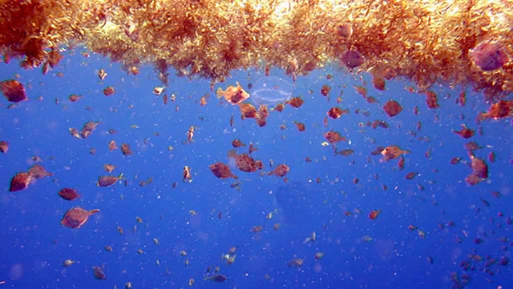Las comunidades costeras que rodean el Mar Caribe septentrional han experimentado una abundancia de algas marrones, conocidas como Sargassum pelágico, que aparecen en sus playas desde 2011. En un estudio reciente realizado por los científicos del AOML, se descubrió que las predicciones de varamientos de Sargassum pueden mejorarse si se tiene en cuenta el viento en los modelos.
