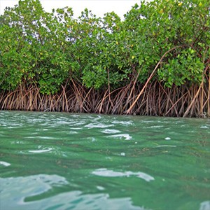 Mangroves. Photo Credit, NOAA.