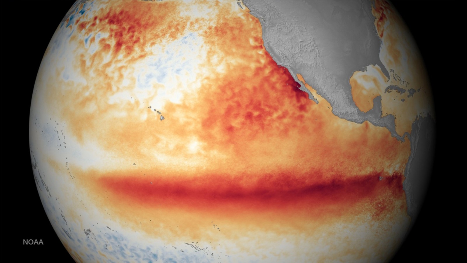 Satellite image of the surface temperature of the Earth shows a dark red patch in the Pacific indicating an El Nino event.