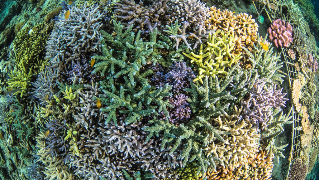 Recientemente se publicó el Informe del Programa de las Naciones Unidas para el Medio Ambiente sobre las proyecciones de blanqueamiento de los corales para 2020, que actualiza la labor realizada en 2017 utilizando una generación anterior de modelos climáticos mundiales para proyectar el blanqueamiento de los arrecifes de coral a nivel mundial. El informe muestra algunos nuevos resultados interesantes. Ruben van Hooidonk, investigador de corales del AOML y del Instituto Cooperativo de Estudios Marinos y Atmosféricos de la Escuela Rosenstiel de la Universidad de Miami, fue el autor principal del informe.