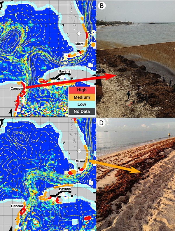 Tracking Sargassum Inundation Potential for Coastal Communities NOAA
