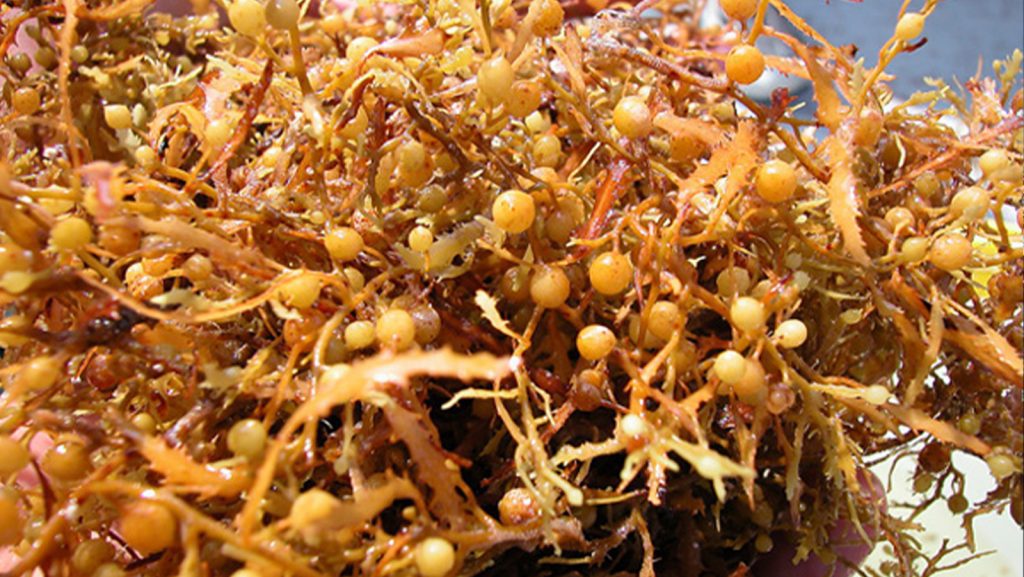 Close up image of Sargassum.