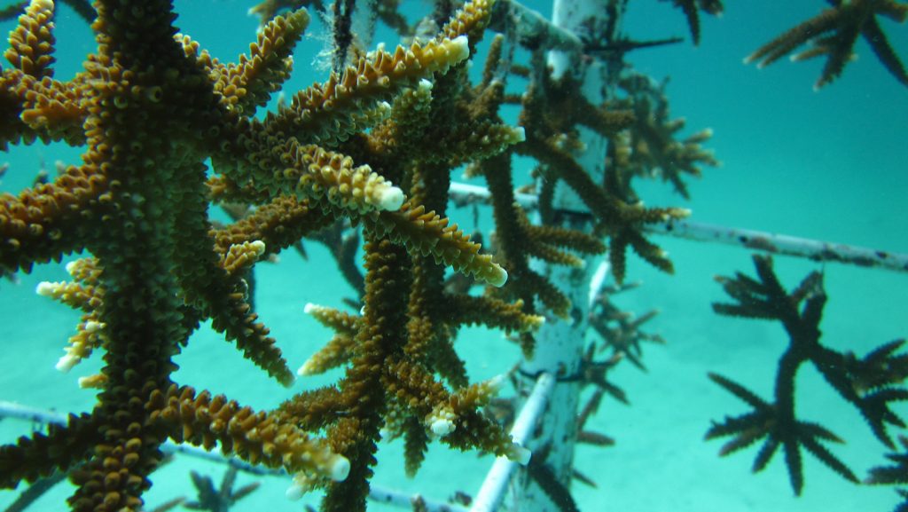 Trasplante de coral. Crédito de la imagen: NOAA