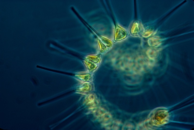 A green swirly of pigments connecting to form a set of phytoplankton with the green fluorescent in the ocean