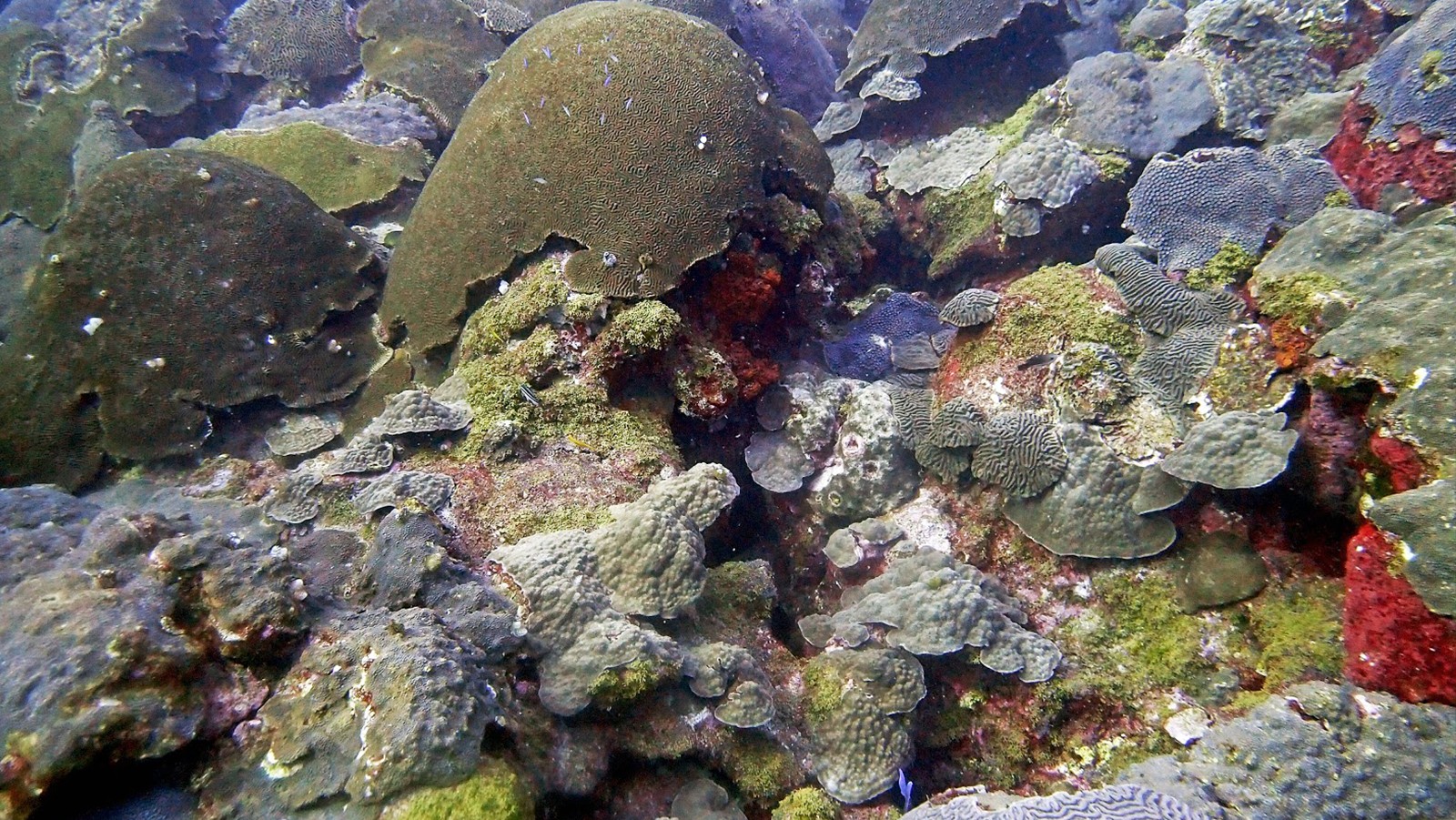 Corales cerebrales en los bancos del jardín de Florida