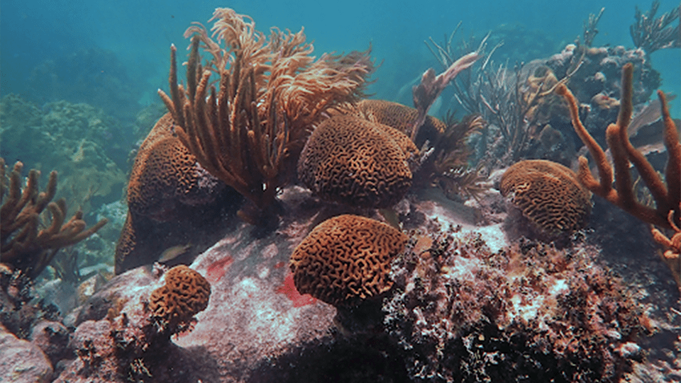 Featured image for the 2021 International Coral Reef Symposium web story