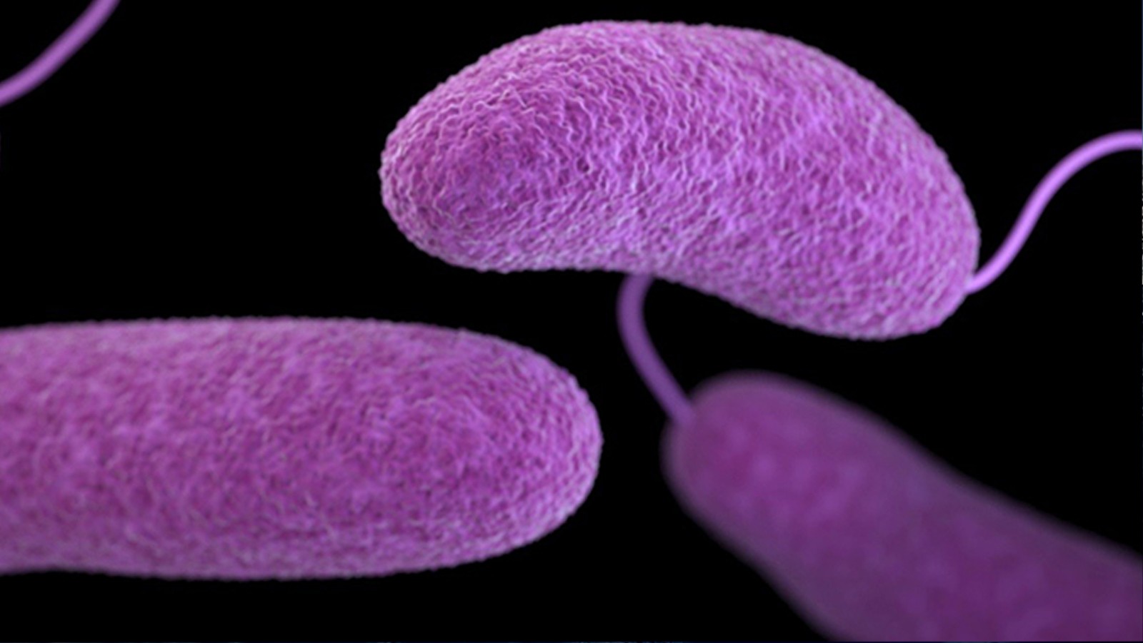Foto de cerca de la bacteria Vibrio