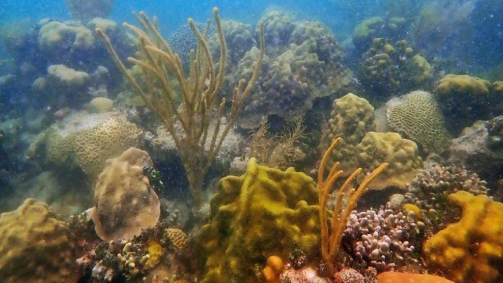 Resilient coral reef in Cheeca Rocks