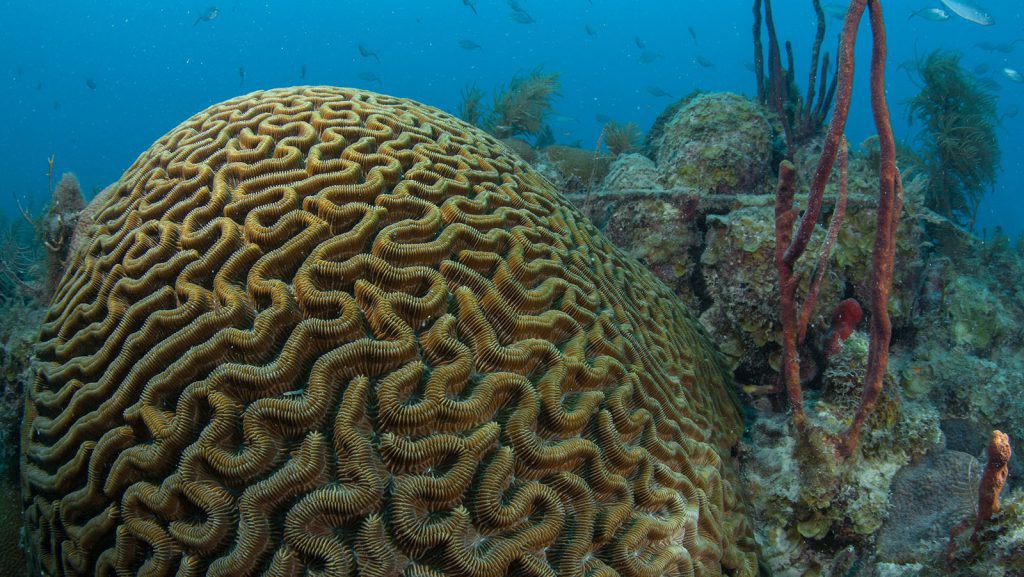 Un nuevo vídeo de la Fundación ANGARI se centra en los esfuerzos de los investigadores de coral del Laboratorio Oceanográfico y Meteorológico del Atlántico de la NOAA para documentar los impactos provocados por el clima -estrés térmico, acidificación del océano y cambios ecológicos- en los arrecifes de coral de las Dry Tortugas.