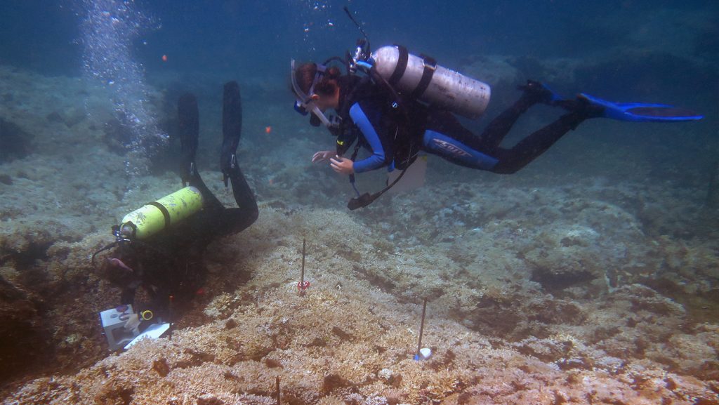 Trying to predict how coral reefs will respond to warming oceans and a changing climate may be considered a daunting task for scientists. In the face of this challenge, scientists at AOML recently published a study that characterizes the organisms and processes that lead to coral reef accretion (build up) and bioerosion (break down) in the dynamic environments of the Gulf of Panama and Gulf of Chiriqui in the eastern Pacific.