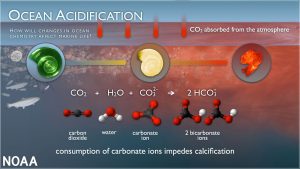 image showing process of ocean acidification and how it impedes calcification
