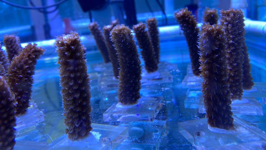 Fragmentos de coral cuerno de ciervo para el experimento de estrés térmico