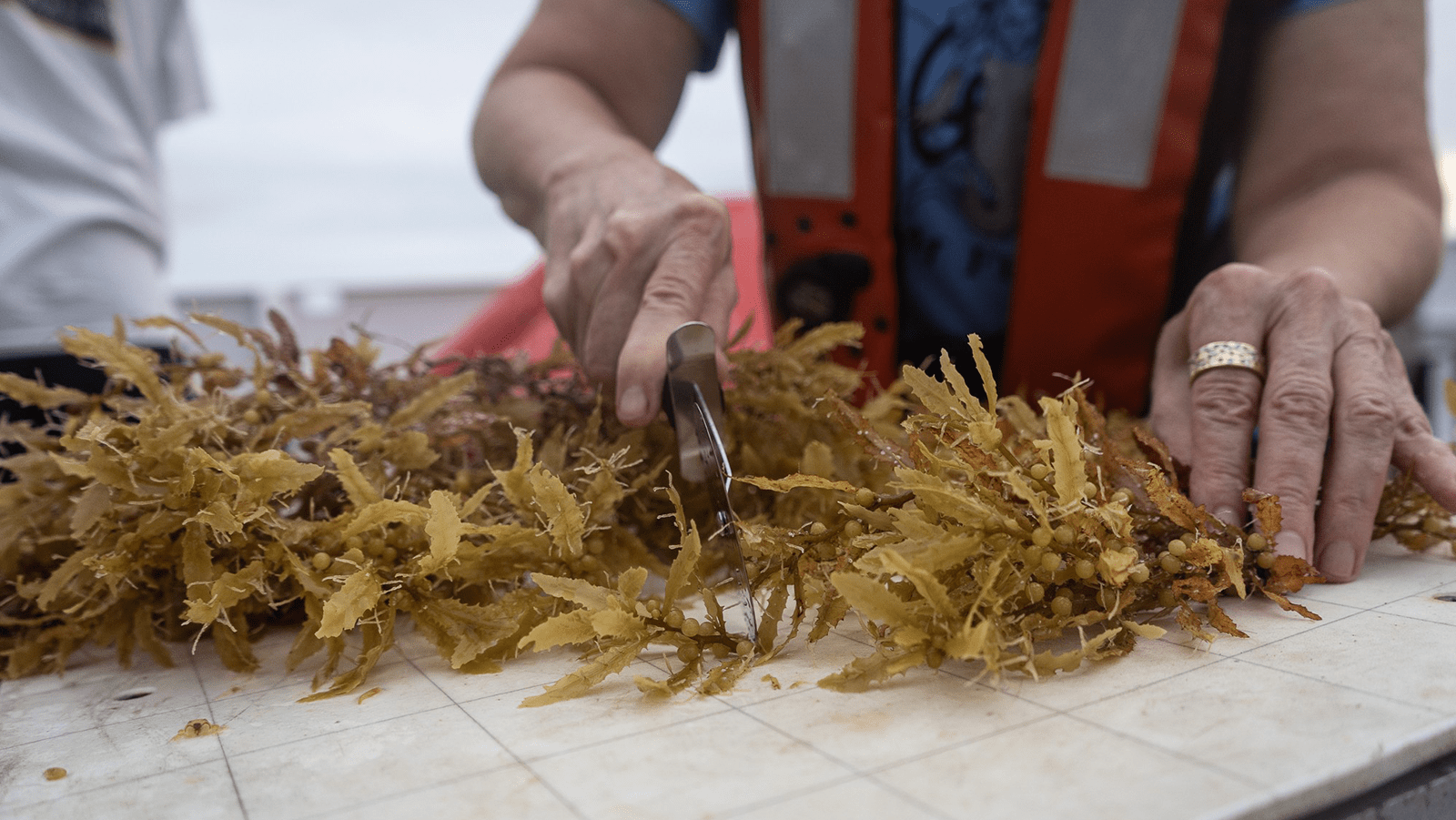 Sargassum is cut with a pizza cutter on a table.