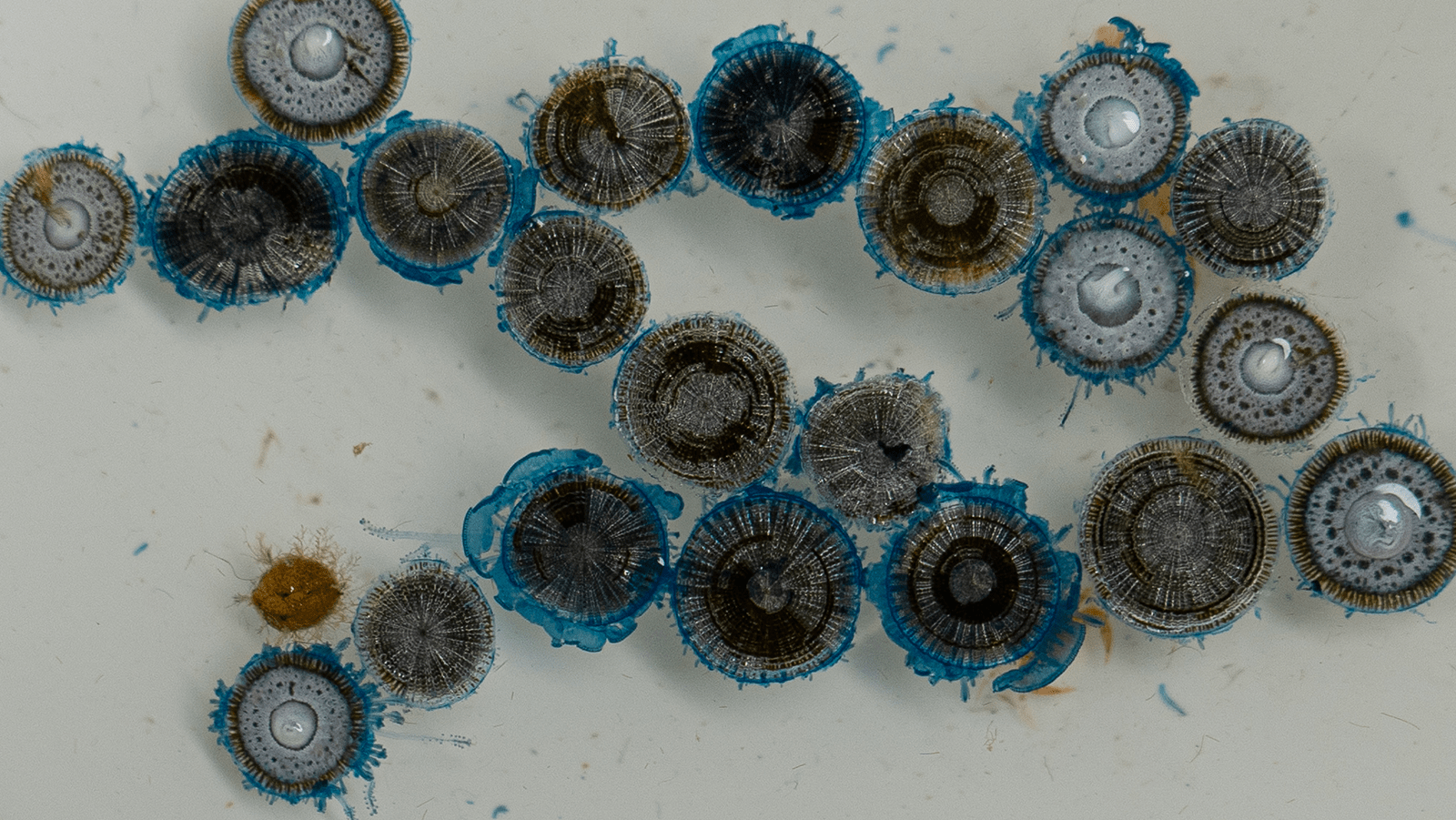 Organismos azules desconocidos encontrados adheridos a una boya PIRATA.