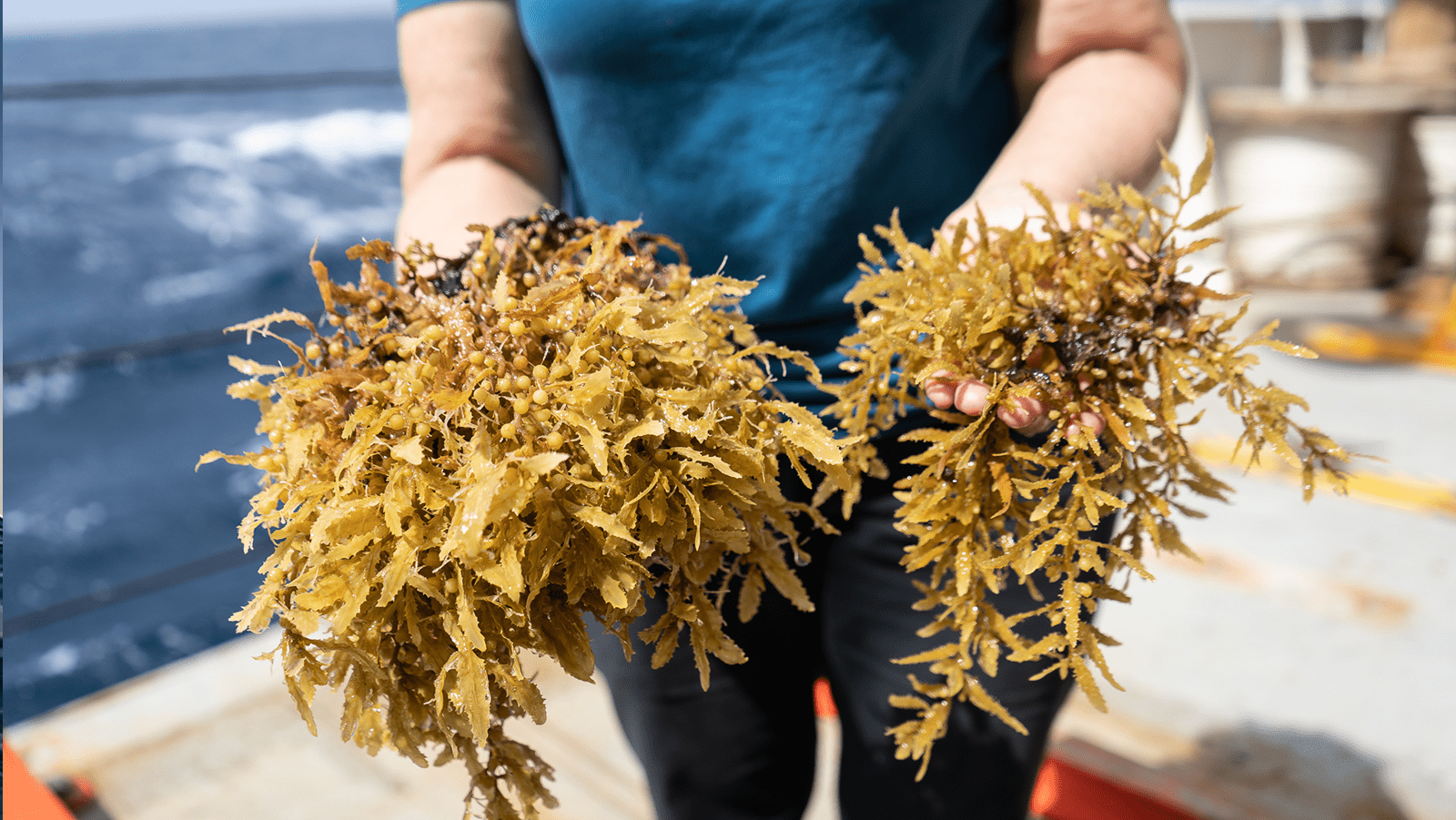 Two patches of Sargassum are held in someone's hands.