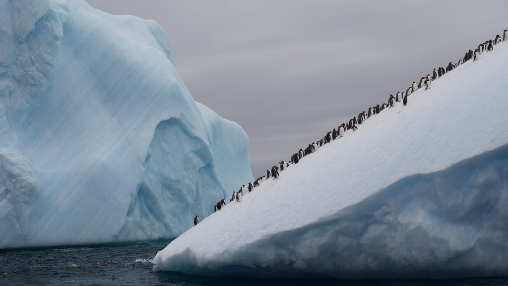 Imagen principal de la Misión Iceberg Tara Microbioma