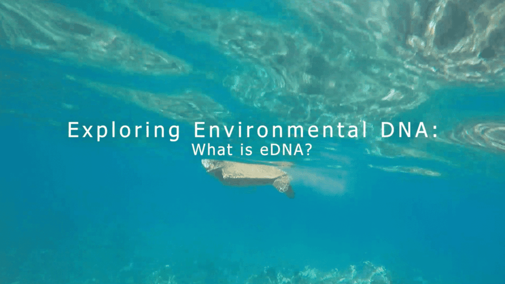 Have you ever wondered what animals might be present in a particular habitat or traveled through a certain area of the ocean? Scientists are able to use environmental DNA or “eDNA” sampling to help answer those questions. NOAA’s Atlantic Oceanographic and Meteorological Laboratory (AOML) has recently released a new educational video series, “Exploring Environmental DNA” on their website and Youtube channel.