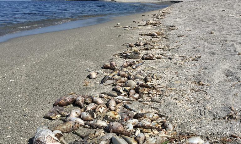 Florida's Red Tide Is Decimating Marine Plants