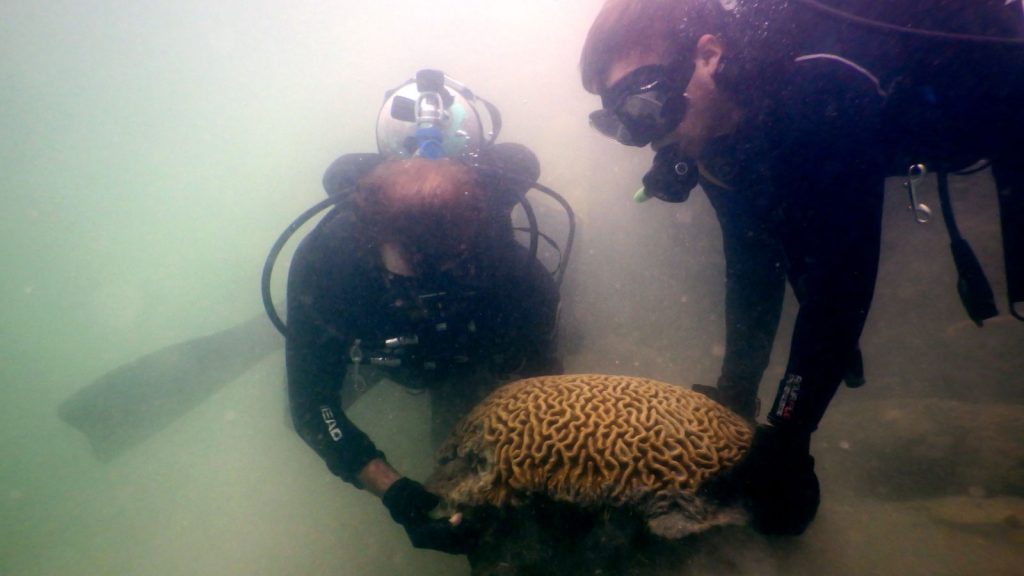 Two scuba divers move a brain coral underwater as part of a rescue operation