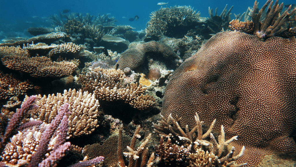 Coral reef image taken by Derek Manzello of AOML.