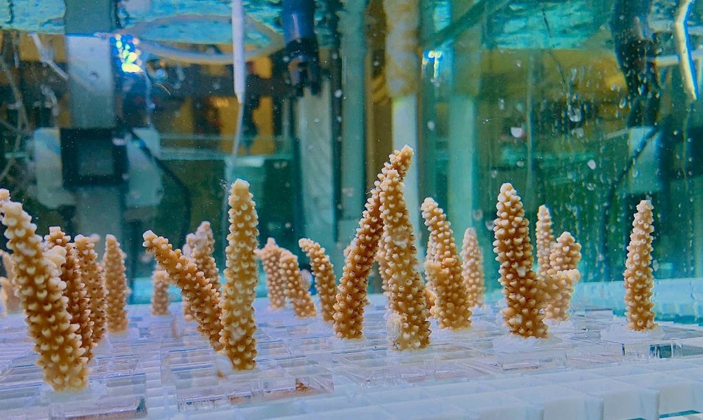 Variantes genéticas del coral Acropora cervicornis vinculadas a una mayor resistencia al estrés por nutrientes y al calor