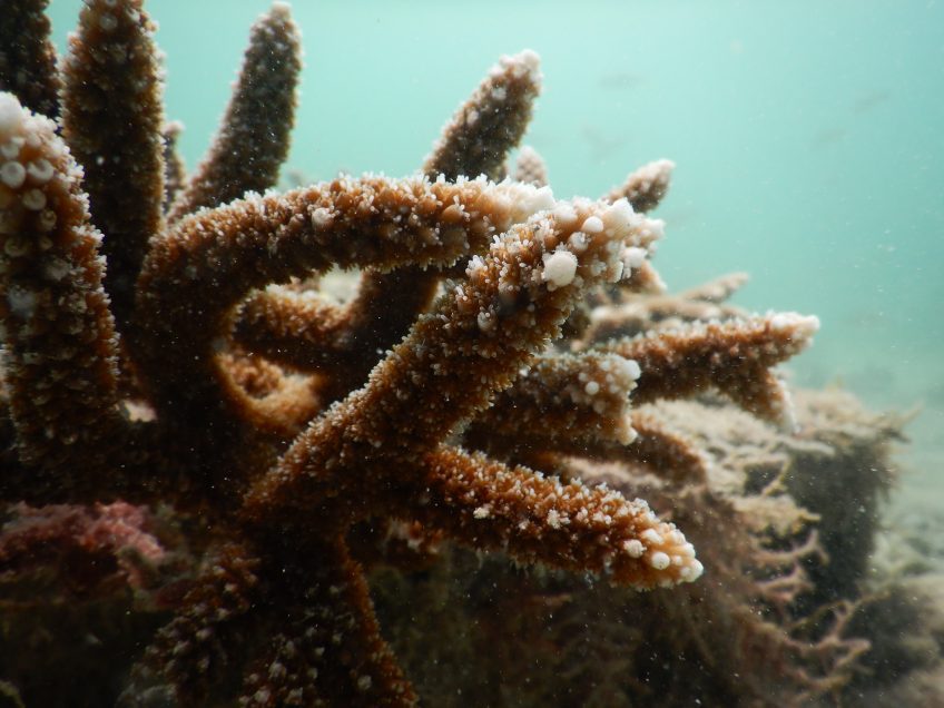 A close up image of Acropora cervicornis coral at the Coral City Camera Site near the Port of Miami.