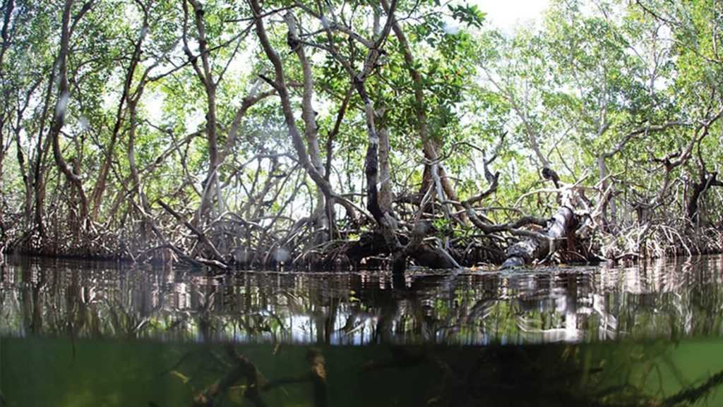Los manglares vistos por encima del agua y por debajo del agua.