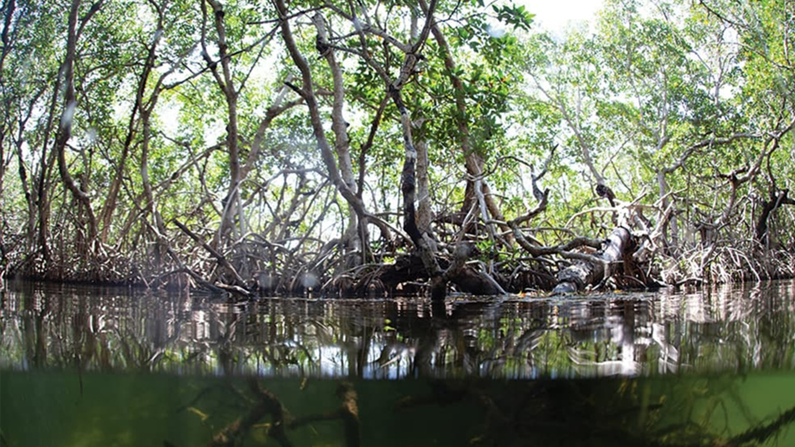 Mangroves seen above the water and below the water.