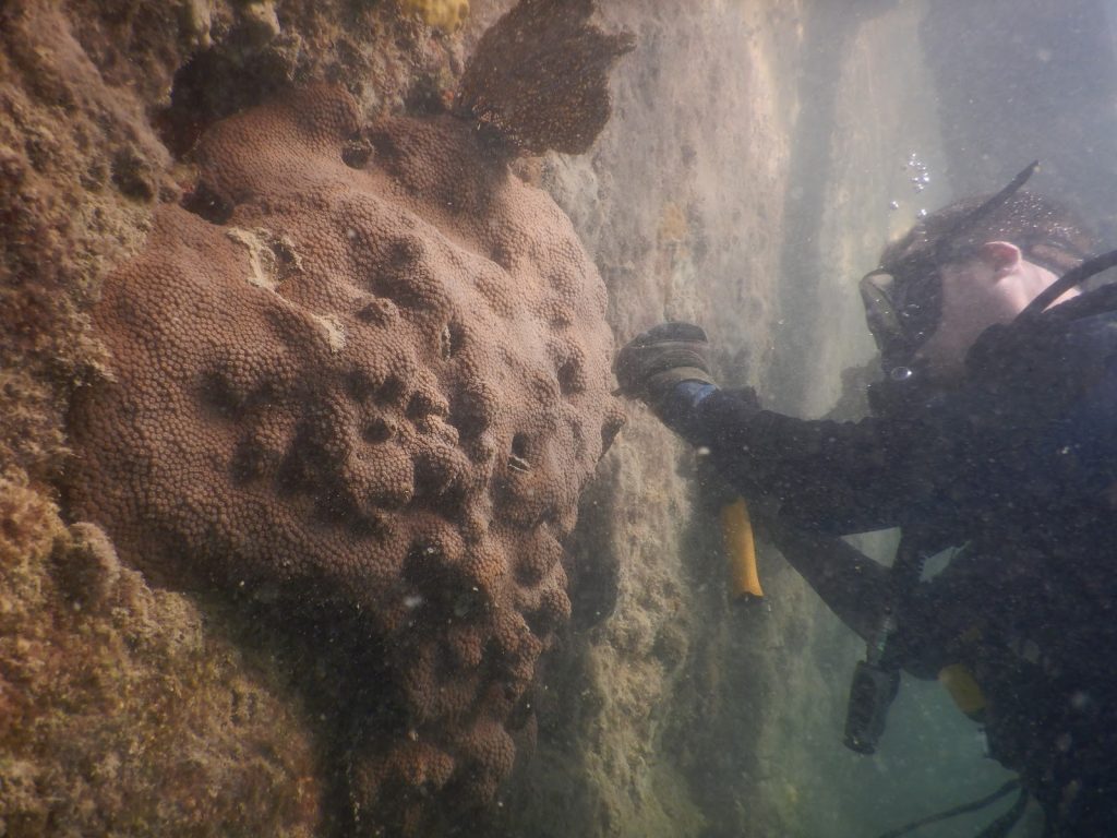 El científico Keir Macartney tomando una muestra de un coral que crece en un malecón de Miami Beach, Florida.