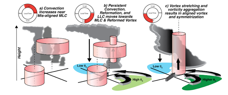 Esquema que demuestra los procesos a escala de vórtice responsables de una rápida evolución desde la desalineación hasta la alineación. El panel (A) muestra el centro de bajos niveles (CLN) desplazado del vórtice de niveles medios con un aumento de la convección cerca del CLN (indicado por las nubes). El aumento de la convección cerca del CLM ocurre durante las horas nocturnas y tempranas de la mañana, entre las 11 p.m. y las 3 a.m. (arriba a la izquierda), que también se alinea con el máximo diurno en la convección del CT (Ditchek, Molinari, et al., 2019; Dunion et al., 2014). A las 3-6 a.m. hora local (panel B), los límites entre el aire de menor θE de las corrientes descendentes (sombreado azul claro) y el aire cálido e inestable (aire de mayor θE, sombreado verde claro) chocan e inician una convección más intensa y persistente. Un nuevo y compacto núcleo de vorticidad en niveles bajos y medios se forma cerca de la convección e induce un flujo de entrada confluente en niveles bajos que trae más aire cálido y húmedo (sombreado verde claro) hacia el nuevo centro alimentando convección adicional. La LLC migra rápidamente hacia el núcleo reformado durante este periodo de tiempo.
