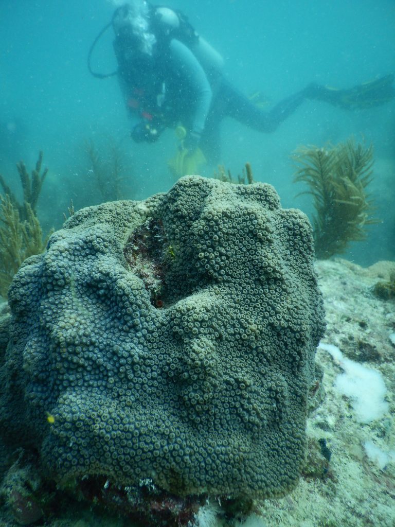 A close-up image of a coral while an AOML scientist floats around in the background.