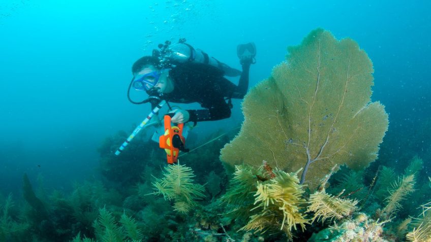 John Morris of AOML is diving to perform a transect survey of corals.