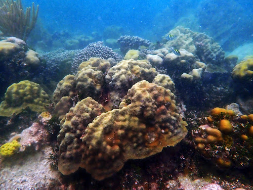 Un colorido arrecife de coral con peces de rayas negras y amarillas