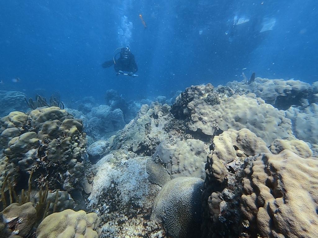 SCUBA diver swimming over a reef collecting data