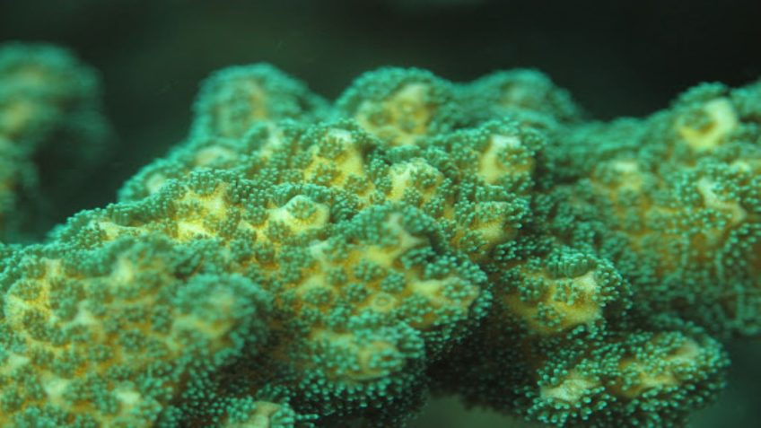 A close-up of a Pocillopora coral from the tropical eastern Pacific. Credit: Ana Palacio-Castro.