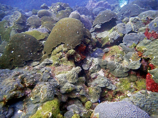 Imagen de un vibrante arrecife de coral púrpura, rojo y verde.